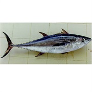 Longtail Tuna