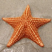 Starfish