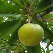 Elephant Apple (Dillenia Indica)
