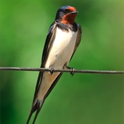 Barn Swallow (Multiple)