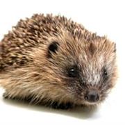 Hedgehog Sanctuary