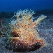 Frogfish
