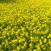 Mustard Plant