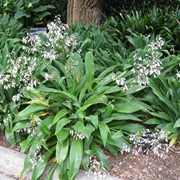 New Zealand Rock Lily (Arthropodium Cirratum)
