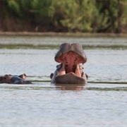 Wechiau Hippo Sanctuary, Ghana