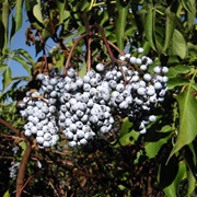 Blue Elderberry (Sambucus Cerulea)