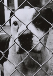 A Little Vicious (1991)