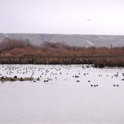 Hagerman Wildlife Management Area, Idaho