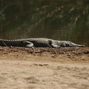 Freshwater Crocodile, Windjanna Gorge