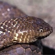Sahul Reef Snake