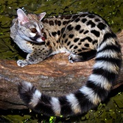 Cape Genet