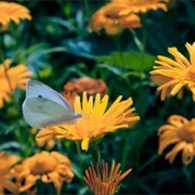 Overland Park Arboretum and Botanical Gardens