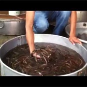 Vietnamese Water Snakes