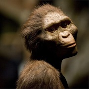 Man's Ancestors Leaves the Trees