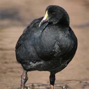 Giant Coot