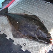 Pacific Halibut (Aka: Northern, Right, Genuine or Real Halibut)