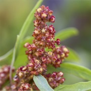 Quinoa