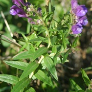 Baikal Skullcap (Scutellaria Baicalensis)