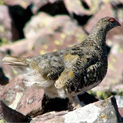 White-Tailed Ptarmigan