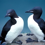 Thick-Billed Murre