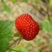 Atherton Raspberry (Rubus Probus)