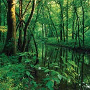 Sherburne Wildlife Area, Louisiana