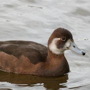 Southern Pochard