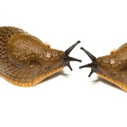 Slug
