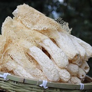 Bamboo Fungus (Phallus Indusiatus)