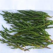 Marsh Samphire