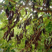 Carob Tree / Locust Bean (Ceratonia Siliqua)