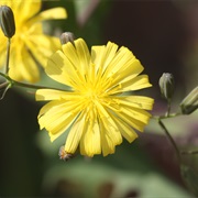 Sonchus-Leaf Crepidiastrum (Crepidiastrum Sonchifolium)