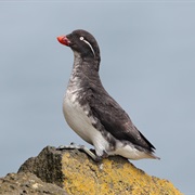 Parakeet Auklet