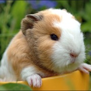Guinea Pig
