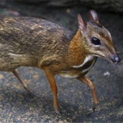 Philippine Mouse Deer