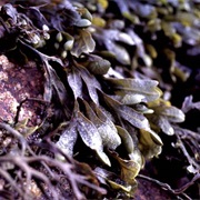 Spiral Wrack (Fucus Spiralis)