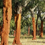 Sierra De San Pedro, Spain