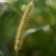 Raishan (Digitaria Compacta)