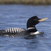 Yellow-Billed Loon