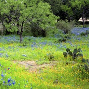 Barton Creek Habitat Preserve, Texas