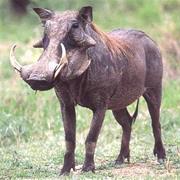 Cape Warthog
