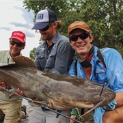 Vundu Catfish