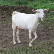 Dairy Goat Awareness Week (June)