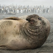 Southern Elephant Seal