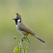 Himalayan Bulbul (Bahrain)