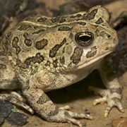 Fowler's Toad