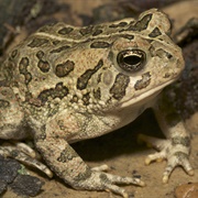 Fowler&#39;s Toad