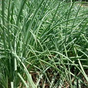 Chinese Onion (Allium Chinense)