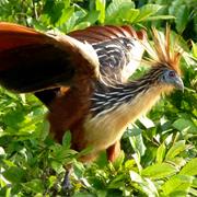 Hoatzin