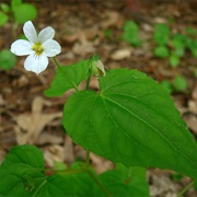 Canadian White Violet (Viola Canadensis)